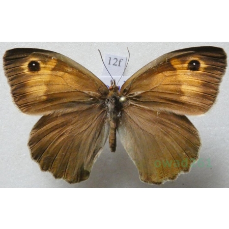 Maniola jurtina (Linnaeus, 1758) female Przestrojnik jurtina Czech12f